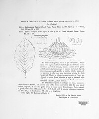 Melampsoridium carpini image